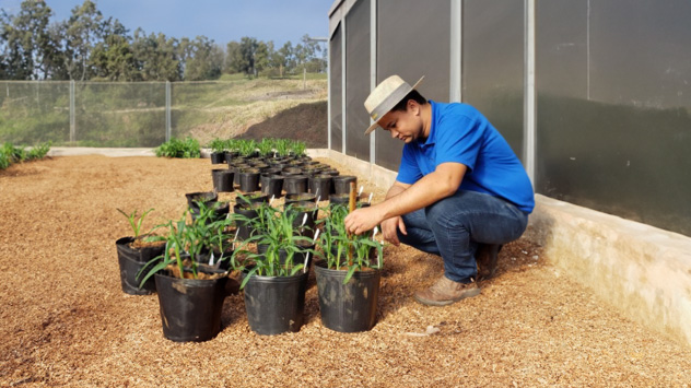 Experimento Agrícola